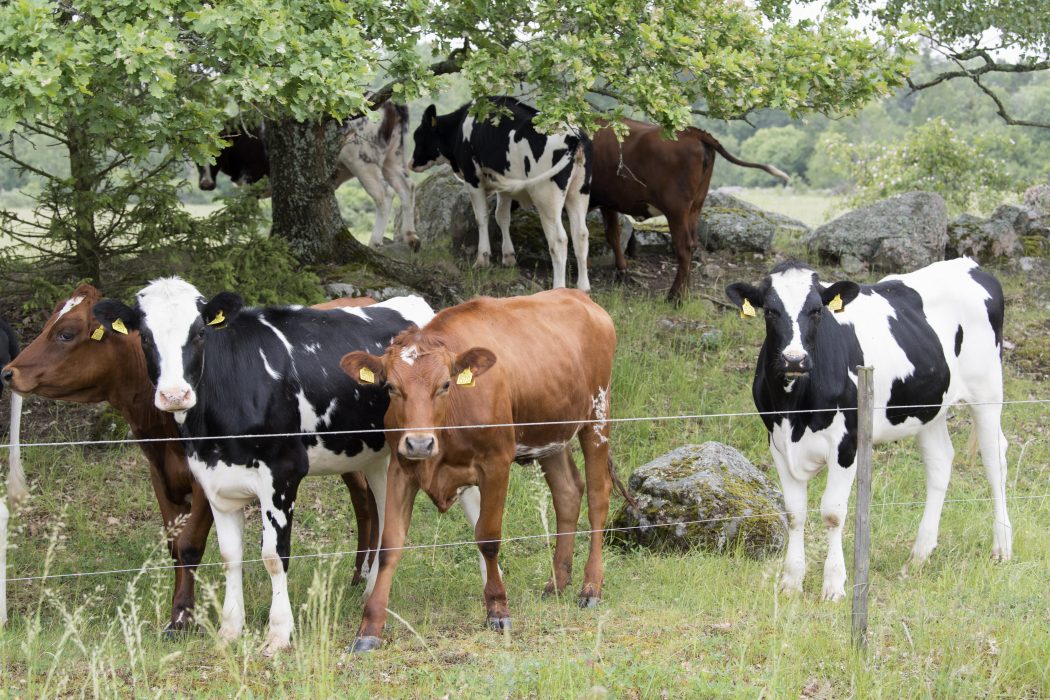 VÄSTERÅS 20190613
Kossor på grönbete i en hage
Foto: Fredrik Sandberg / TT / kod 10080 Det finns andra sätt att vårda naturbetesmark än genom betande kor, anser etologen Lena Lindström