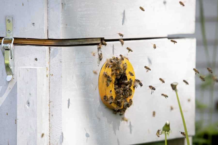 Plast kan vara byggmaterial för bin.