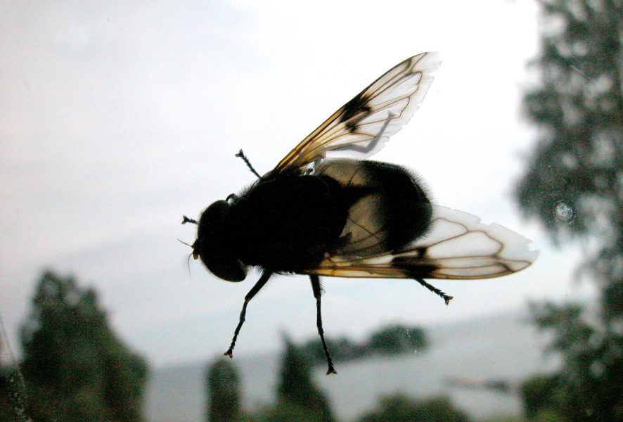 Problemen med flugor har genom åren varit något av en följetong på Listerlandet.