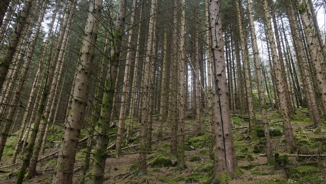Åsikterna går isär när det gäller hur gammal skogen måste vara innan den avverkas.