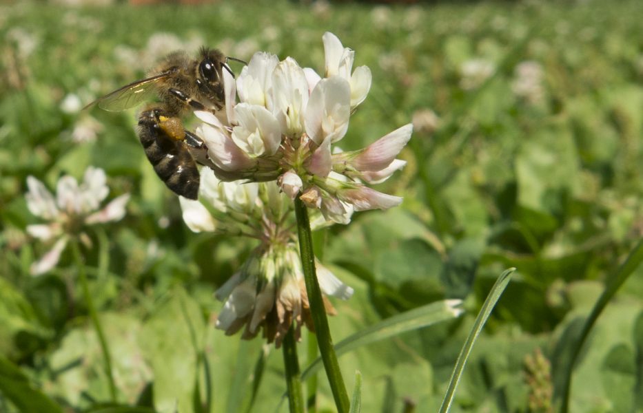 Ett bi samlar nektar från vitklöver.