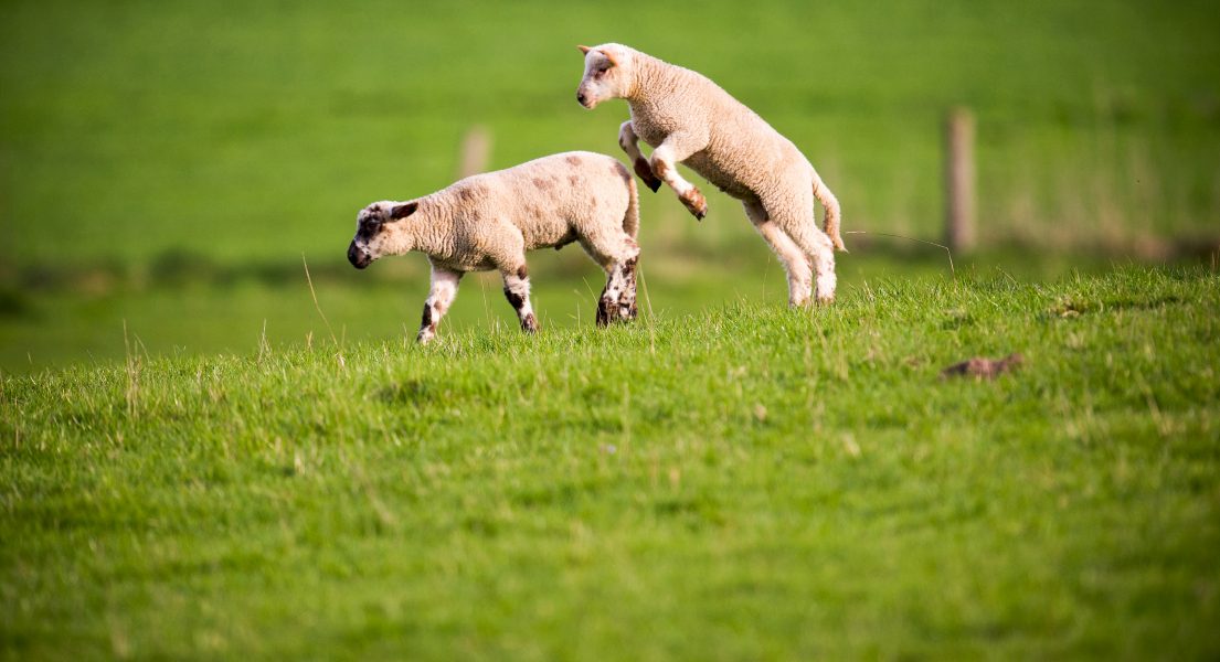 Glada lamm kan symbolisera våren och ljuset som kommer tillbaka, lika väl som den gamla historien i Torahn.