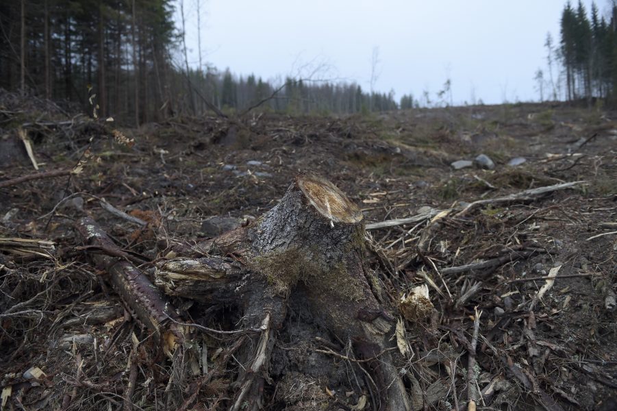 SCA skövlar oersättlig skog, enligt Greenpeace.