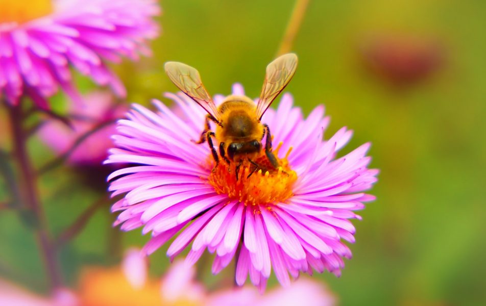 Tusentals bivänner runt om i landet har ryckt ut för att hjälpa bin med mat och bostäder.