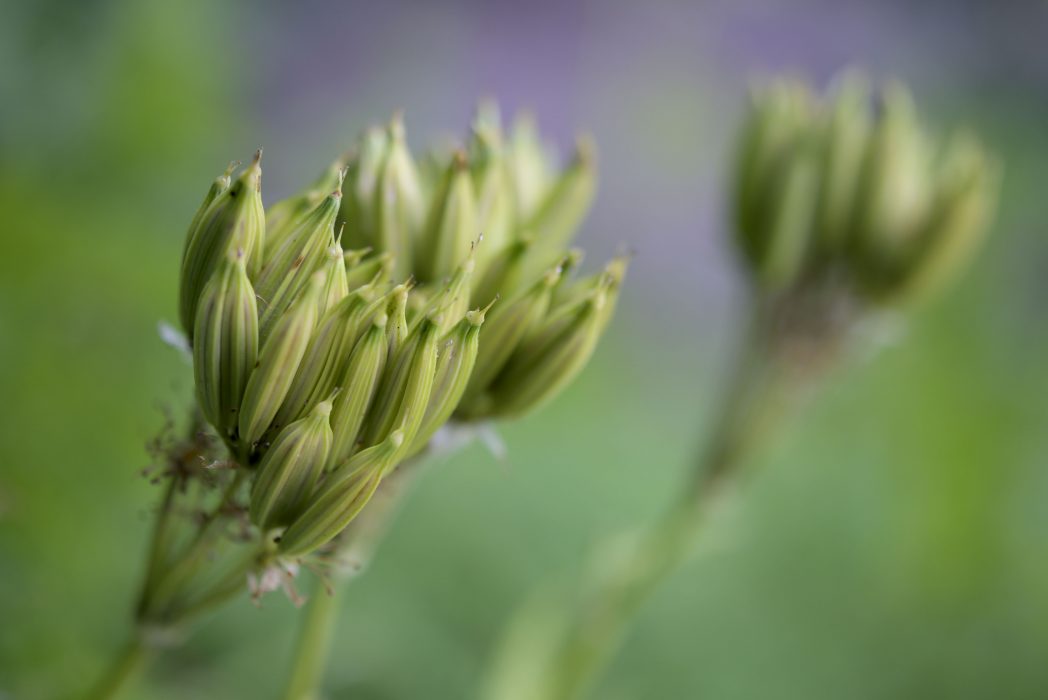 STAFFANSTORP 20190627
Ät upp din trädgård i sommar - reportage från Tirups örtagård utanför Staffanstorp.
Foto: Johan Nilsson / TT / Kod 50090
**BILDEN FÅR ENDAST PUBLICERAS TILLSAMMANS MED TT:S URSPRUNGLIGA TEXT OCH FÅR INTE ÅTERANVÄNDAS I ANDRA SAMMANHANG** Att tugga på den färska frökapseln hos spansk körvel är som att smaska på en bit sötlakrits