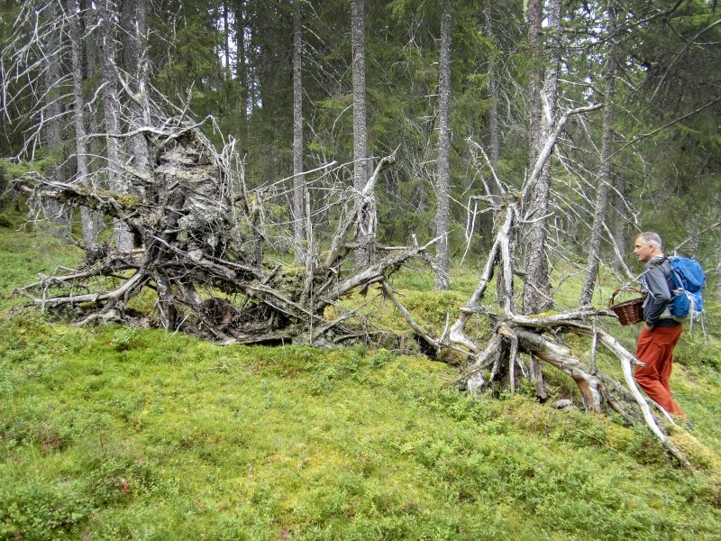 Skogen är en bra plats för återhämtning när oron och klimatångesten tar över.