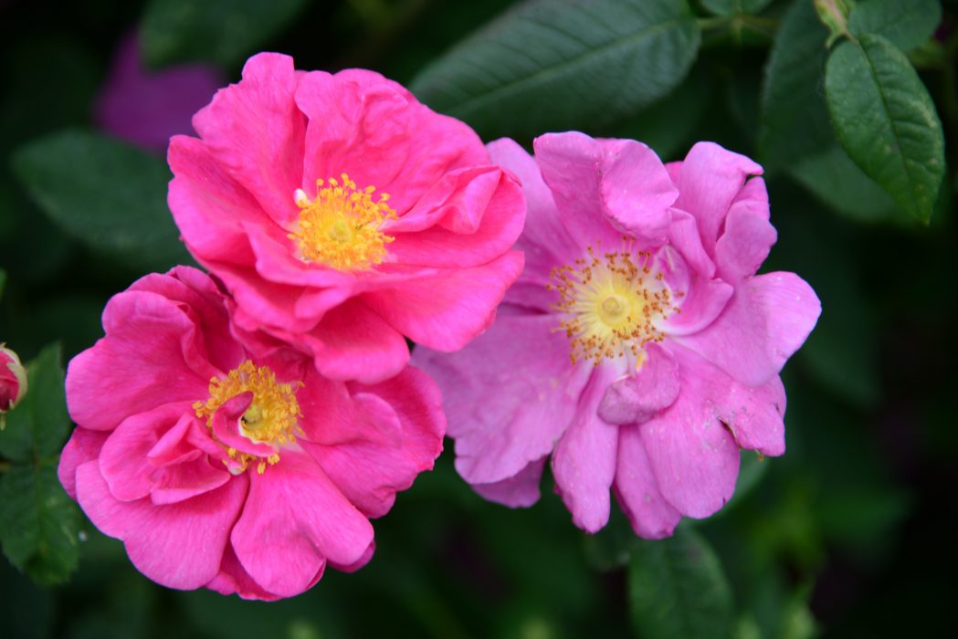 2019-07-15
Rosen Officinalis. Trädgårdsmästarna Maria Nilsson och Anette Cato driver Engelska Trädgården på Svabesholm i Skåne. Deras visningsträdgård är främst inriktad på de engelska så kallade Austinrosorna, som lockar besökare från stora delar av landet.
Foto: Anna Karolina Eriksson / TT / kod 10510
***BILDEN FÅR ENBART PUBLICERAS I SAMBAND MED TT:S NYHETSTEXT OM PERSONEN*****BILDEN FÅR ENDAST PUBLICERAS TILLSAMMANS MED TT:S URSPRUNGLIGA TEXT OCH FÅR INTE ÅTERANVÄNDAS I ANDRA SAMMANHANG** Den gammeldags rosen officinalis, eller apotekarrosen som den också kallas