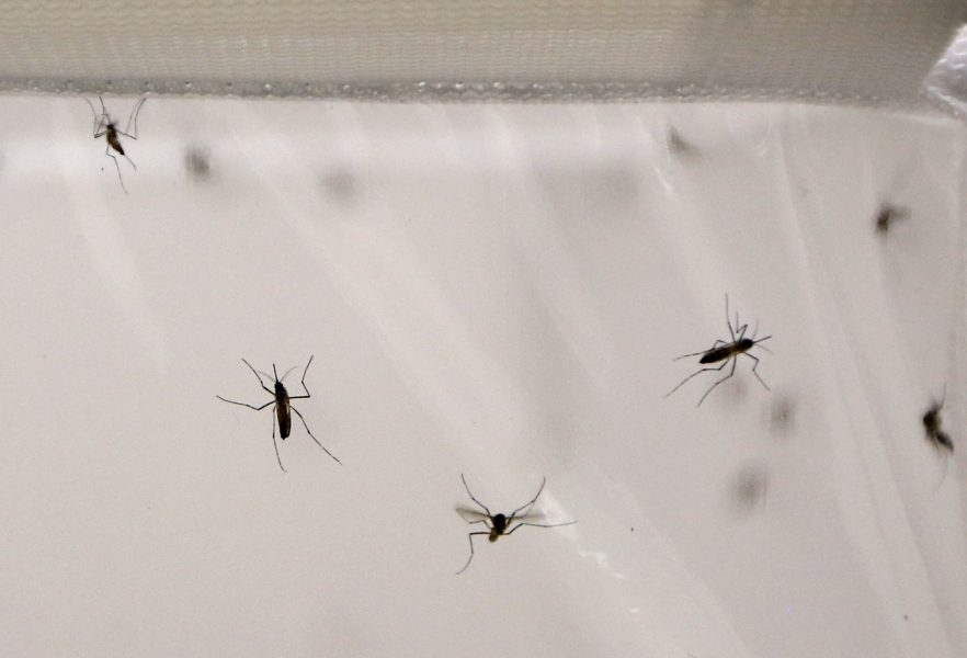 Algeriet och Argentina har förklarats fria från malaria.
