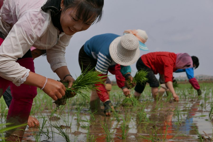 Nordkoreanska lantbrukare planterar ris på denna bild från maj i år.