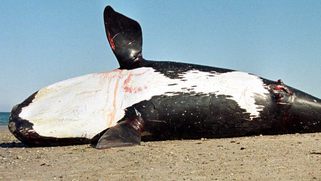 En död nordatlantiska rätval som spolades upp på en strand i Massachusetts i norra USA.