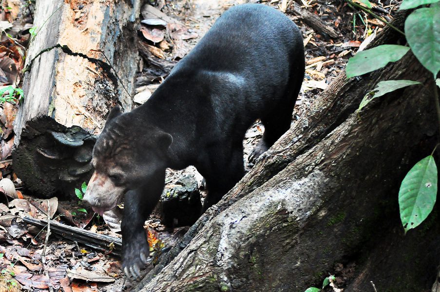 Malajbjörn på rehabiliteringscentret "Bornean Sun Bear Conservation Center" i Sepilok på norra Borneo.