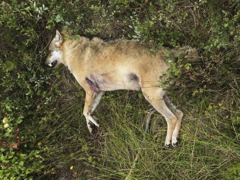 Vargen som kallades snapphanen blev skjuten av en jägare som trodde att det var en räv han sköt.