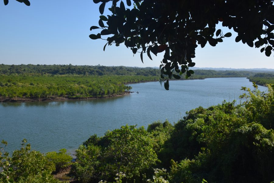 Över sex miljoner mangroveträd har planterats av lokalbefolkningen i Shwe Thaung Yan i Irrawaddy-området i Myanmar.