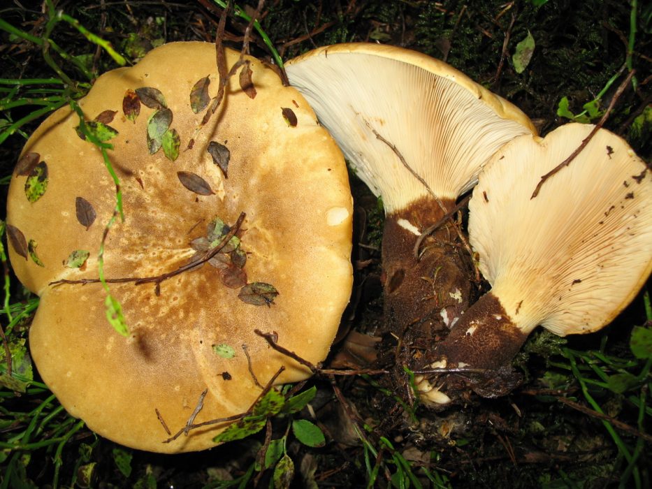 Sammetsfotad pluggskivling kan ge ljushärdiga gröna och grönblå färger
