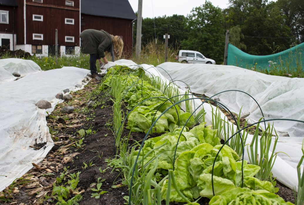 Jenny Salmson berättar att grunden är att det ska vara en gemensamhetsodling för alla som vill vara med men att de också planerar att bygga upp en marketgarden med effektiv grönsaksodling för försäljning