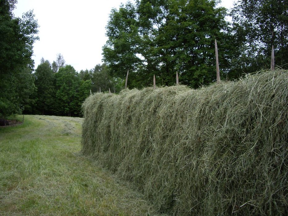 Hö på tork
