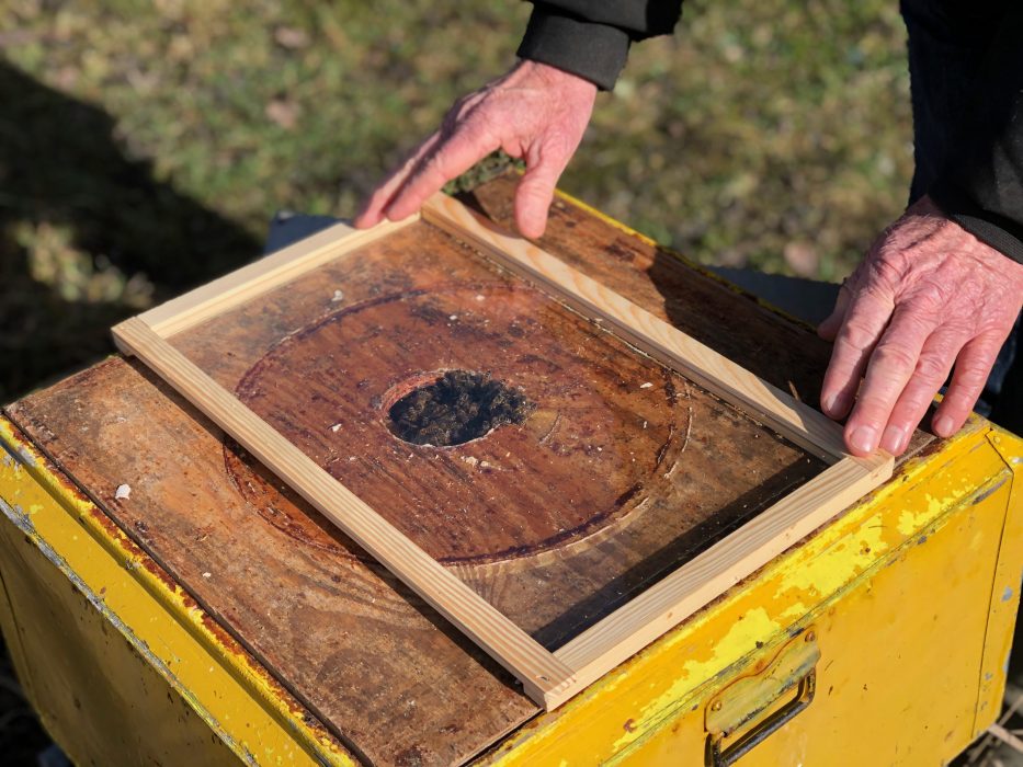 Till sommaren växer bisamhället till cirka 50 000 bin, men i april rymmer varje kupa endast cirka 10 000 bin som håller värmen genom att sitta tillsammans i en klunga, som ett klot