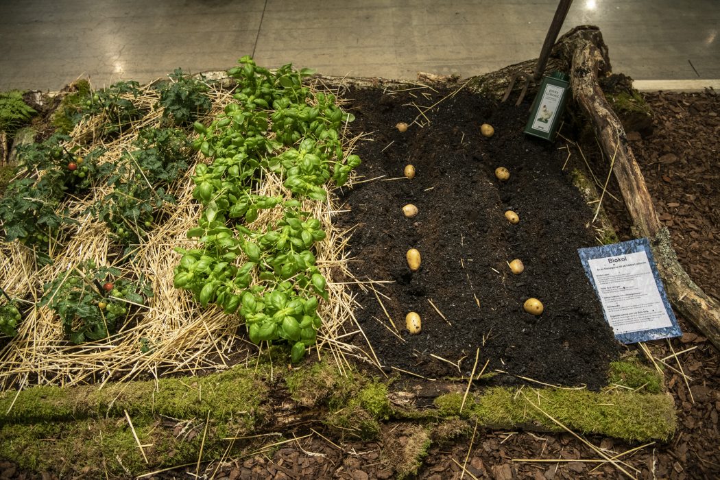 STOCKHOLM 2019-03-21
Odling med biokol på trädgårdsmässan Nordiska trådgårdar på Stockholmsmässan i Älvsjö. Intresset för att använda biokol i planteringsjordar har ökat de senaste åren.
SvD / TT / Kod: 30212
** OUT DN, Dagens Industri (även arkiv), Metro och Expressen ** Intresset för att använda biokol i planteringsjordar har ökat de senaste åren