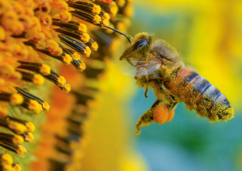 Regeringens reviderade handlingsplan sätter särskilt fokus på pollinerande insekter.