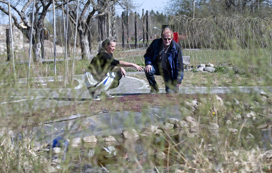 Jeanette Lennartsdotter och William Hogland, professor i miljö- och ekoteknik vid Linnéuniversitetet i fytoparken i Orrefors.