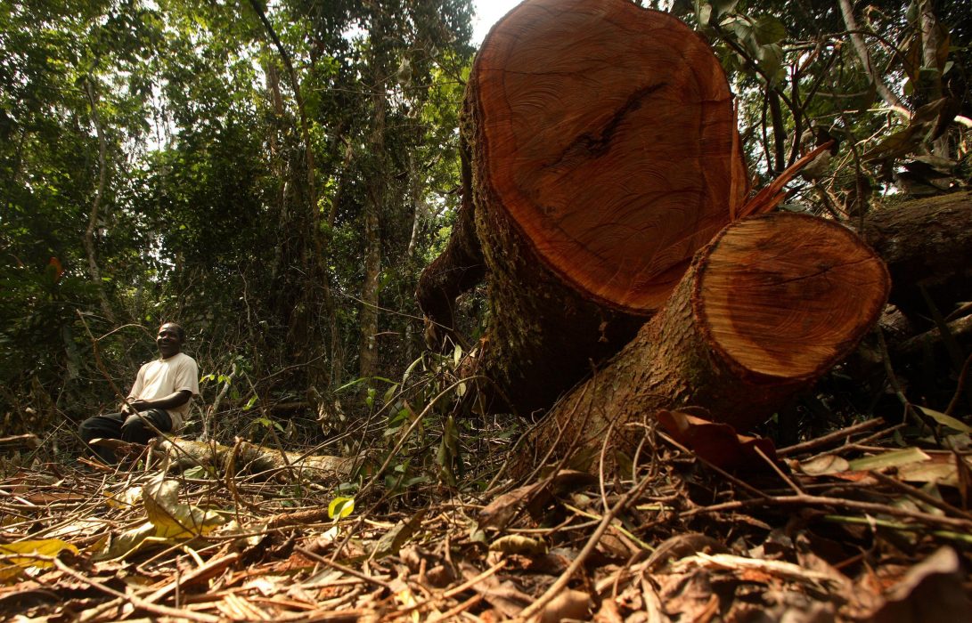An unidentified man sits next to a felled tree at the Afi mountain forest reserve near Ikom, Nigeria, Thursday, Dec. 13, 2007. From Brazil to central Africa to once-lush islands in Asia's archipelagos, human encroachment is shrinking the world's rain forests. (AP PhotoGeorge Osodi) Nigeria förväntas i framtiden vara drivande i den globala urbaniseringen och landets skogar krymper för att ge plats för städer och människor