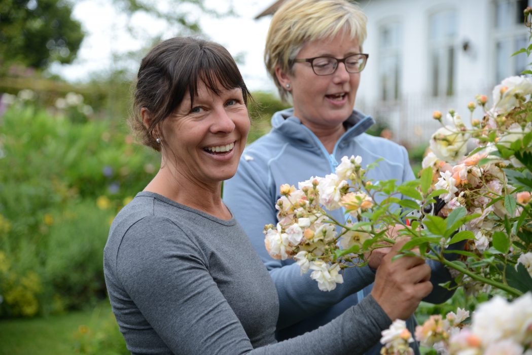 2019-07-15
Trädgårdsmästarna Maria Nilsson och Anette Cato driver Engelska Trädgården på Svabesholm i Skåne. Deras visningsträdgård är främst inriktad på de engelska så kallade Austinrosorna, som lockar besökare från stora delar av landet.
Foto: Anna Karolina Eriksson / TT / kod 10510
***BILDEN FÅR ENBART PUBLICERAS I SAMBAND MED TT:S NYHETSTEXT OM PERSONEN*****BILDEN FÅR ENDAST PUBLICERAS TILLSAMMANS MED TT:S URSPRUNGLIGA TEXT OCH FÅR INTE ÅTERANVÄNDAS I ANDRA SAMMANHANG** Trädgårdsmästarna Maria Nilsson och Anette Cato ansar en stor Ghislaine de Féligonde, en sorts myskroshybrid som togs fram för mer än 100 år sedan
