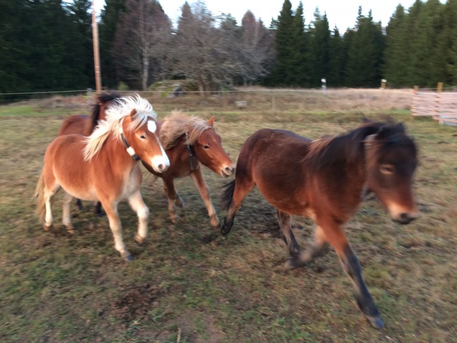 Gotlandsrussen gick ute hela året utan att få foder och klarade sig bra