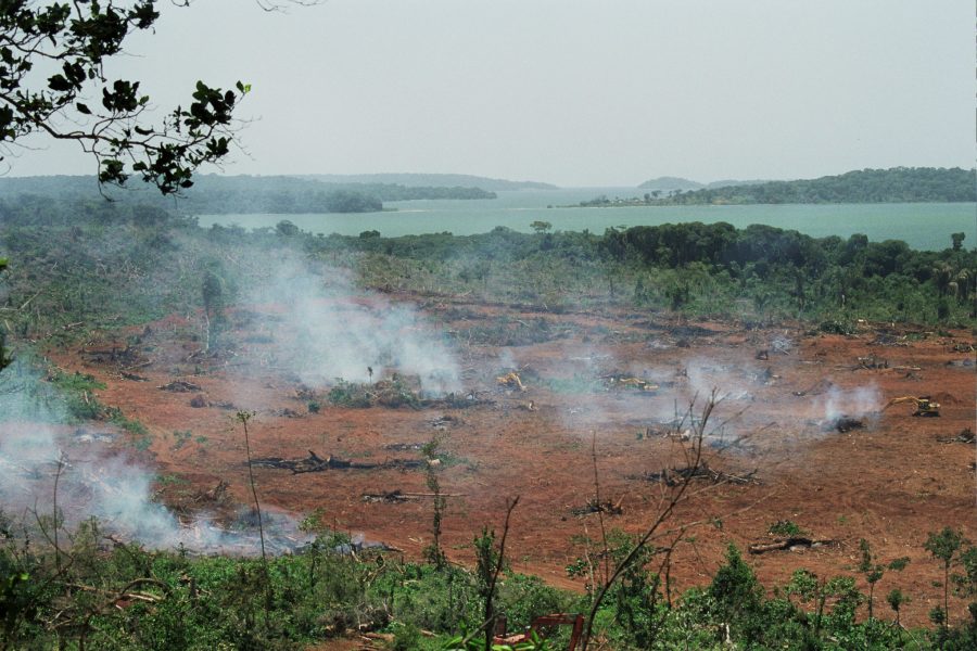 Skövling av regnskog i Uganda.