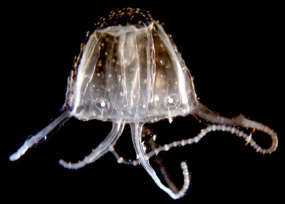 A deadly Irukandji jellyfish is seen in this undated photo. A 58-year-old British tourist was stung by a tiny extremely poisonous Irukandji jellyfish while he was swimming on the Barrier Reef, of Queensland, Australia, Thursday, Jan. 31, 2002. The man, who was not identified, was in critical condition after his wife had managed to firstly get him to a medical center but later died in Mackay Base Hospital. The Irukandji stingers are a peanut sized relative of the lethal box jellyfish and are found in Australia's northern waters during the wet season. (AP Photo/News Ltd) **AUSTRALIA OUT** Vissa typer av maneter kan vara dödliga för människor, på bilden syns irukandjimaneten som är en släkting till kubmaneten