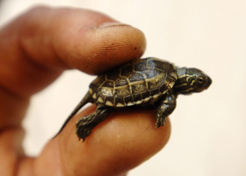 En gulbukad vattensköldpadda.