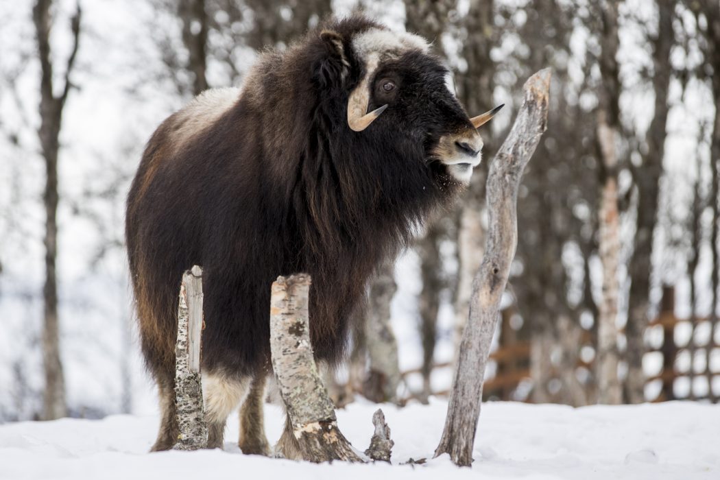 TUNHOVD 20170218.
Moskus på Langedrag. En voksen moskus i fangenskap.
Foto: Heiko Junge / NTB scanpix / TT / kod 20520 Myskoxens närvaro i vår natur kan både gynna den biologiska mångfalden och ha betydelse för att locka besökare som skapar jobb i den lokala turistnäringen i glesbygd