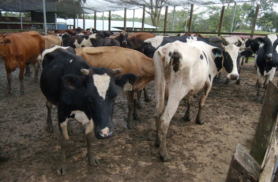 Felaktig användning och överanvändning av antibiotika i foder och till boskap är bidragande orsaker till ökad resistens mot antibiotika.