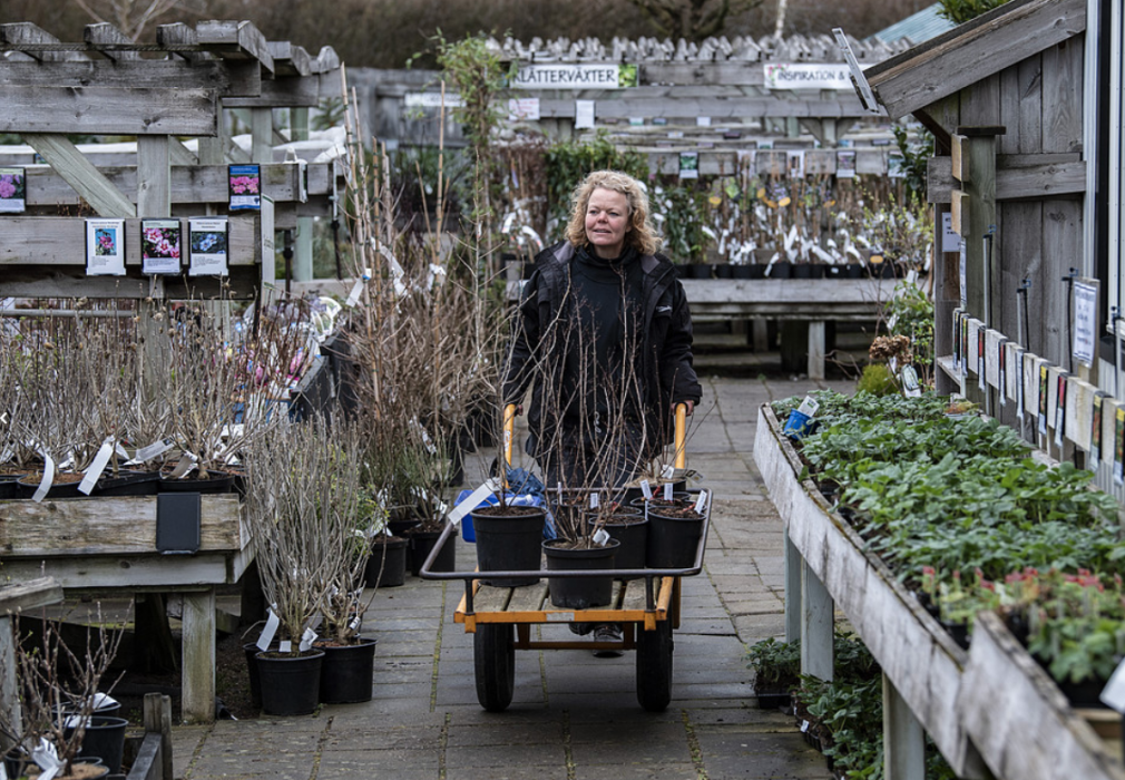 Karin Wahlberg kör ut nya växter i handelsträdgården Flyinge Plantshop utanför Lund
