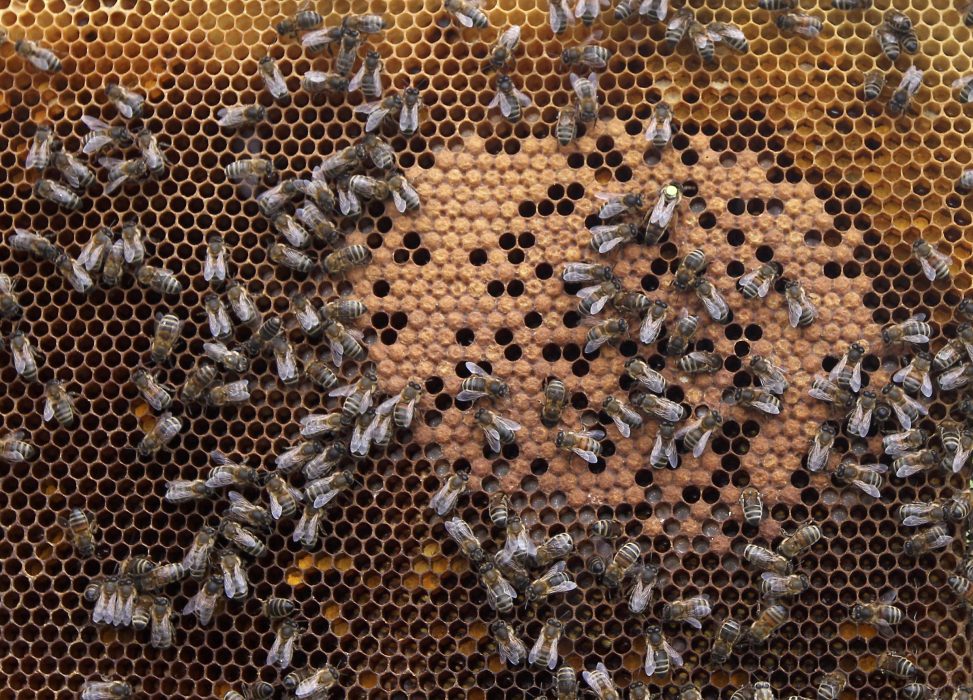 In this photo taken Monday, April 15, 2013, honey bees and the queen (with yellow dot) sit on a honeycomb in Wezembeek-Oppem near Brussels. EU Member States meet on Monday April 29, to decide on a proposal by the European Commission to impose a 2-year moratorium on neonicotinoid pesticides, which many scientists agree are the driving force behind Europe's dramatic bee decline. (AP Photo/Yves Logghe) Från och med februari och fram till midsommar lägger drottningen massor av ägg
