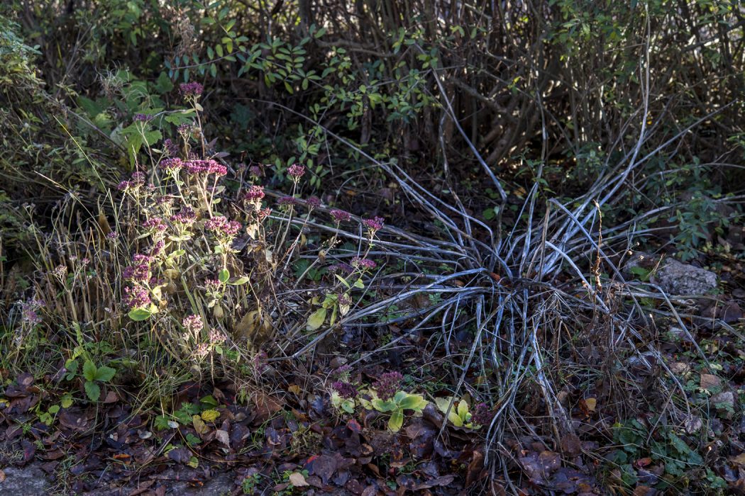 STOCKHOLM 20181116
Hˆstbild. Vissna v‰xter i en rabatt med lite blommande k‰rleksˆrt till v‰nster.
Foto: Henrik Montgomery / TT / kod 10060 Blommande kärleksört (till vänster) gynnar pollinerarna om hösten