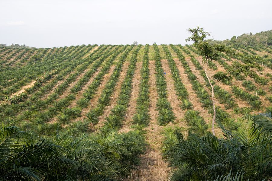 Palmoljan är omdebatterad på grund av den miljöpåverkan som de storskaliga odlingarna orsakar.
