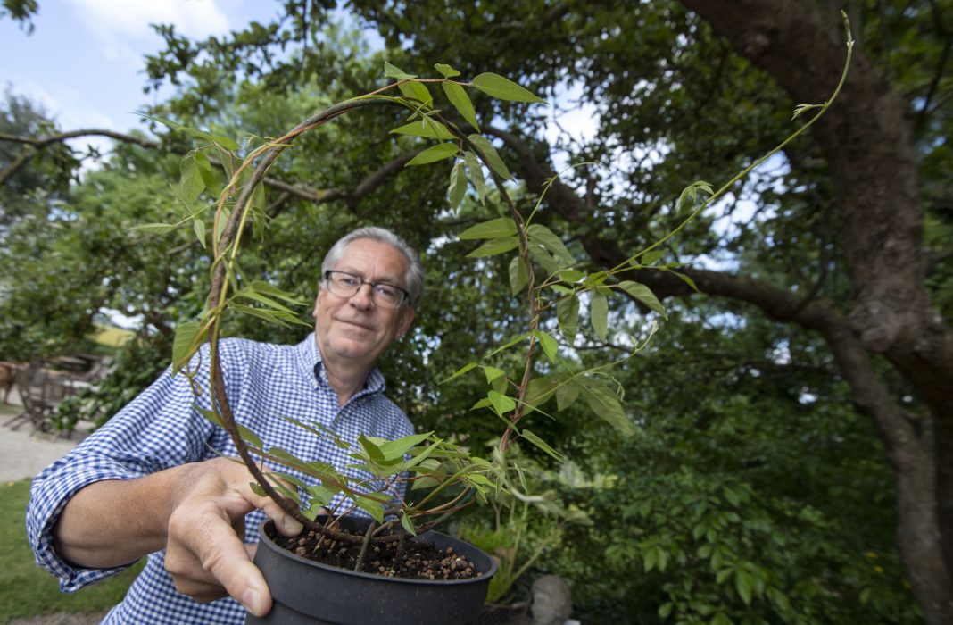 STAFFANSTORP 20190627
Ät upp din trädgård i sommar - reportage från Tirups örtagård utanför Staffanstorp.
Foto: Johan Nilsson / TT / Kod 50090
**BILDEN FÅR ENDAST PUBLICERAS TILLSAMMANS MED TT:S URSPRUNGLIGA TEXT OCH FÅR INTE ÅTERANVÄNDAS I ANDRA SAMMANHANG** Trädgårdsmästaren Janne Ljungdells favorit för tillfället är en potatisböna, Apios americana