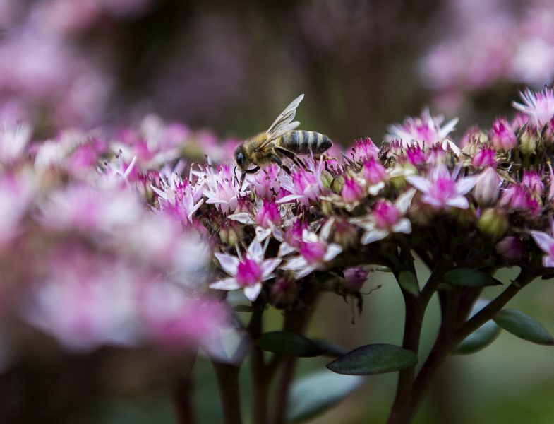 Vill man gynna den biologiska mångfalden kan det vara bättre att odla blommor än att ha bikupor, enligt forskare.