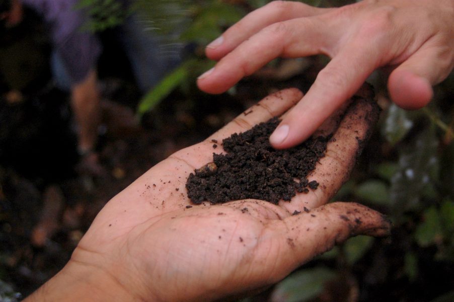 Intresset för att använda biokol i planteringsjordar har ökat de senaste åren.