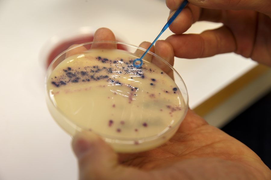 Antibiotikaresistenta bakterier på ett laboratorium.