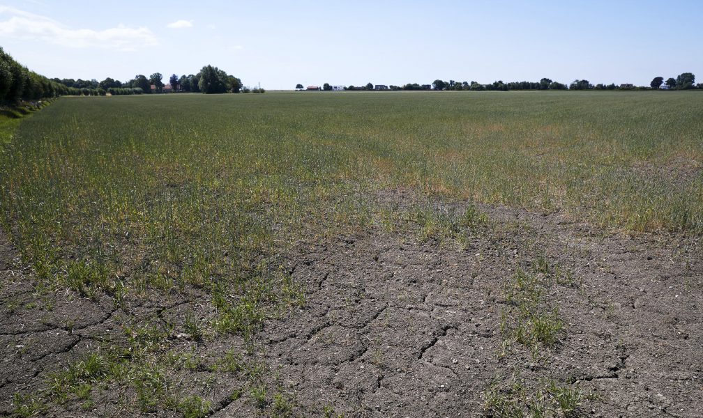 Sommarens torka ledde till den minsta svenska spannmålsskörden sedan 1959, utbredd foderbrist och nödslaktning.