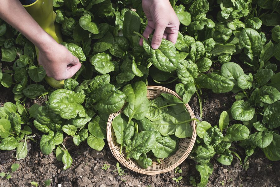 Innan du drar igång är det bra att fundera över vilka grönsaker som du använder i vardagen och utgå ifrån dem, råder Kajsa Källérus.