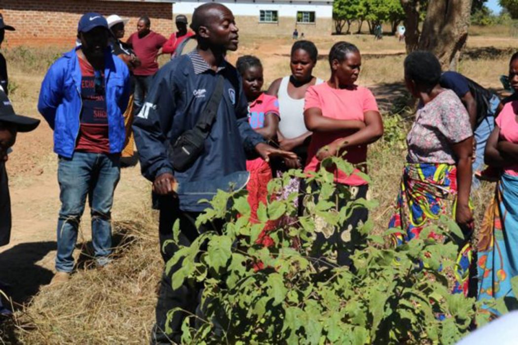 Lucky Choolwe, en handledare för Grassroots Trust i Zambia, som arbetar med markägare och beslutsfattare för att återställa ekosystem, genomför en praktisk övning med trädplantering med en grupp jordbrukare