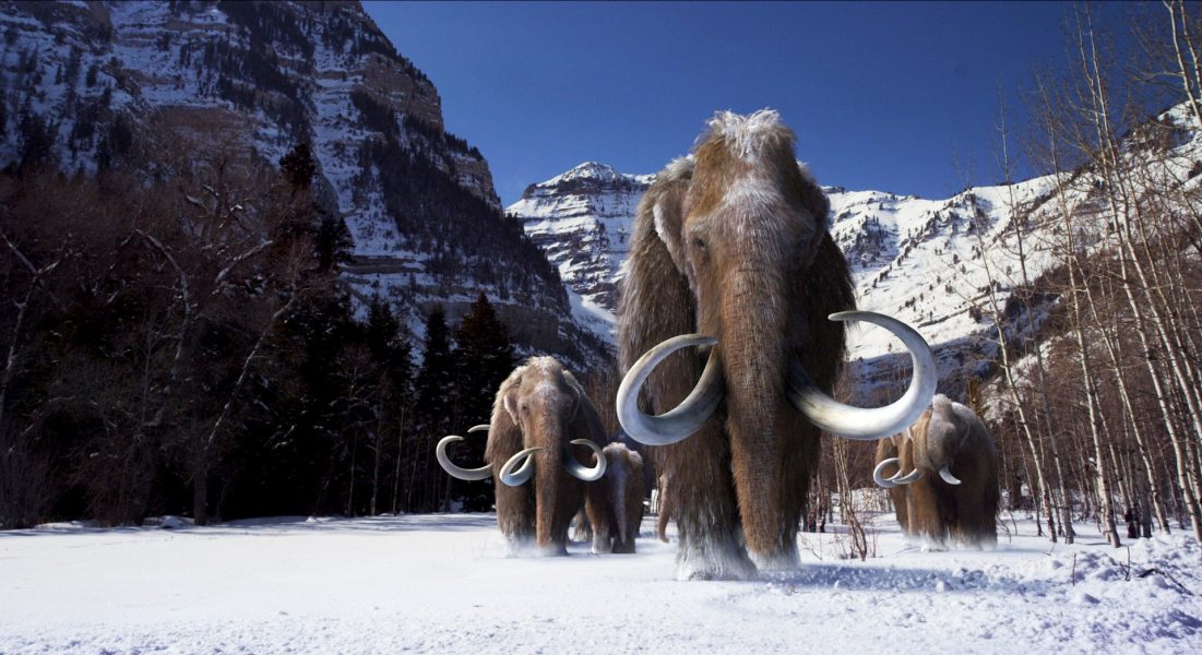 Den ullhåriga mammuten var ett mycket stort djur med en vikt på fyra till sex ton.