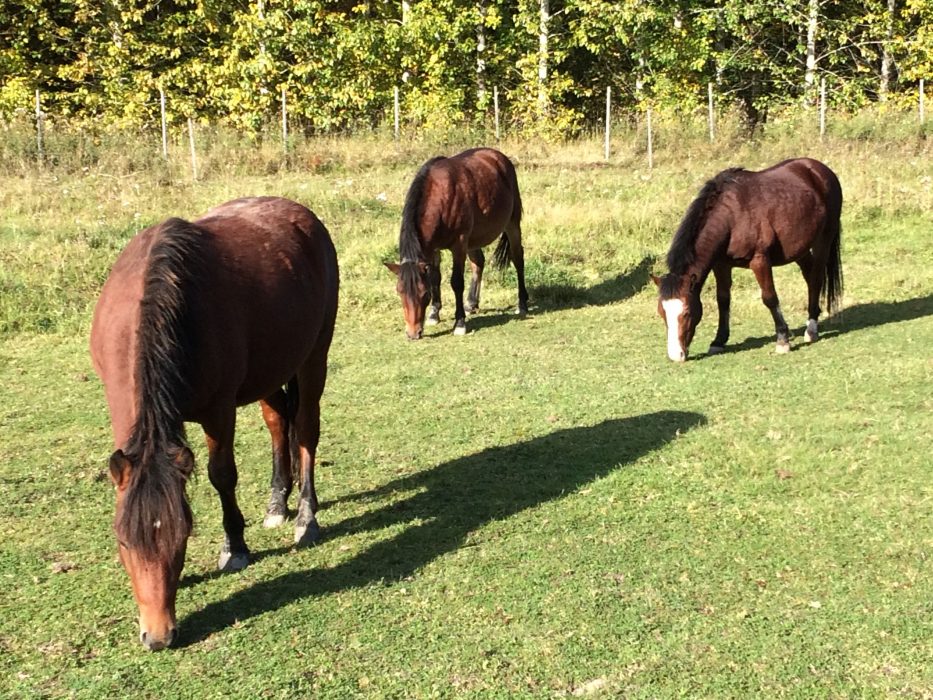Gotlandsrusset har funnits på Gotland i flera tusen år
