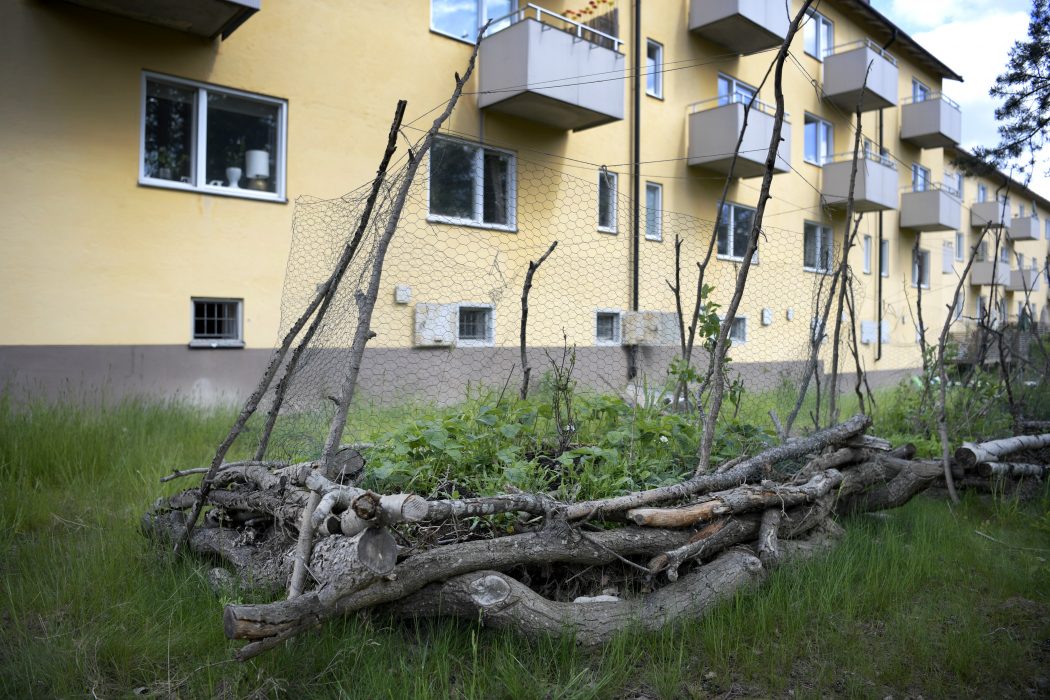 Hügelbäddar är ett gammalt beprövat sätta att odla på. Peter Streijffert har anlagt fem bäddar på baksidan av flerfamiljshuset i Hammarbyhöjden.
**BILDEN FÅR ENDAST PUBLICERAS TILLSAMMANS MED TT:S URSPRUNGLIGA TEXT OCH FÅR INTE ÅTERANVÄNDAS I ANDRA SAMMANHANG** Hügelbäddar är ett gammalt beprövat sätta att odla på