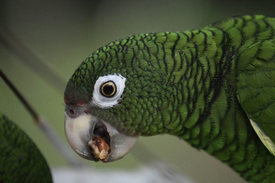 Resterna av en enorm, forntida släkting till dagens papegojor har hittats i Nya Zeeland.