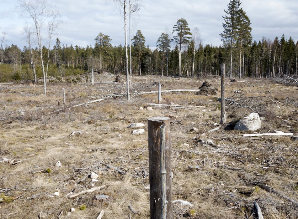 MORGONG≈VA 20190411
Skog och kalhygge i en skog i norra Uppland.
Foto: Fredrik Sandberg / TT / kod 10080 Ett kallhygge är en stor kolläcka och ökar utsläppen av koldioxid