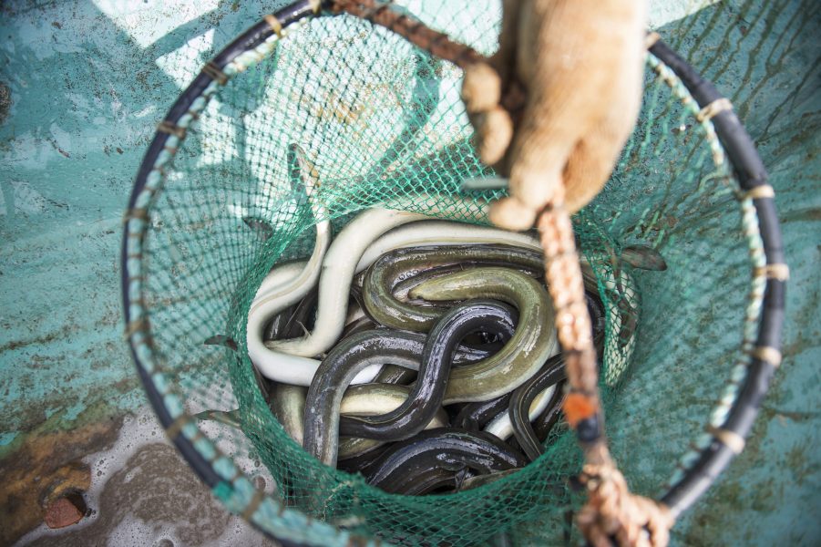 Den akut hotade ålen ska inte få fiskas mellan november och januari, föreslår Havs- och vattenmyndigheten.