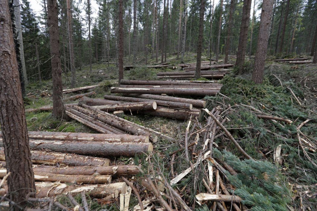 Oslo 20140831.
Tømmer, skogsdrift, takst, utmark i Lillomarka.
Foto: Vidar Ruud / NTB scanpix / TT / kod 20520 Spill från skogsbruket, som grenar och toppar, skulle kunna användas till att göra biokol
